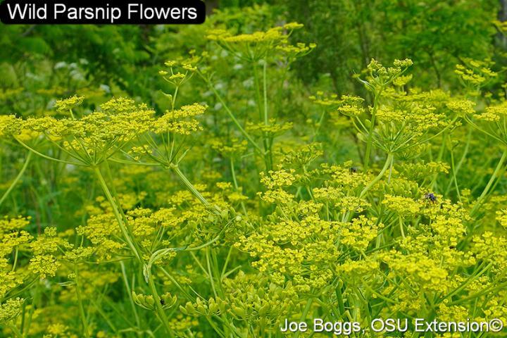 Wild Parsnip Flowers